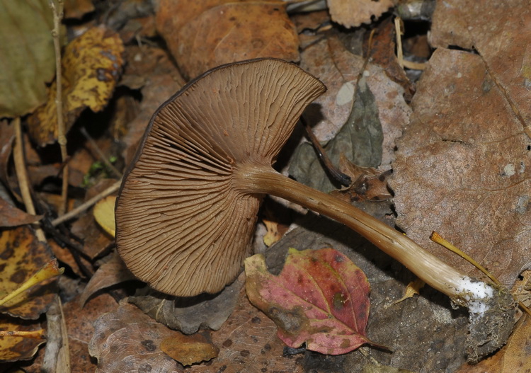 Entoloma sericeoides ?